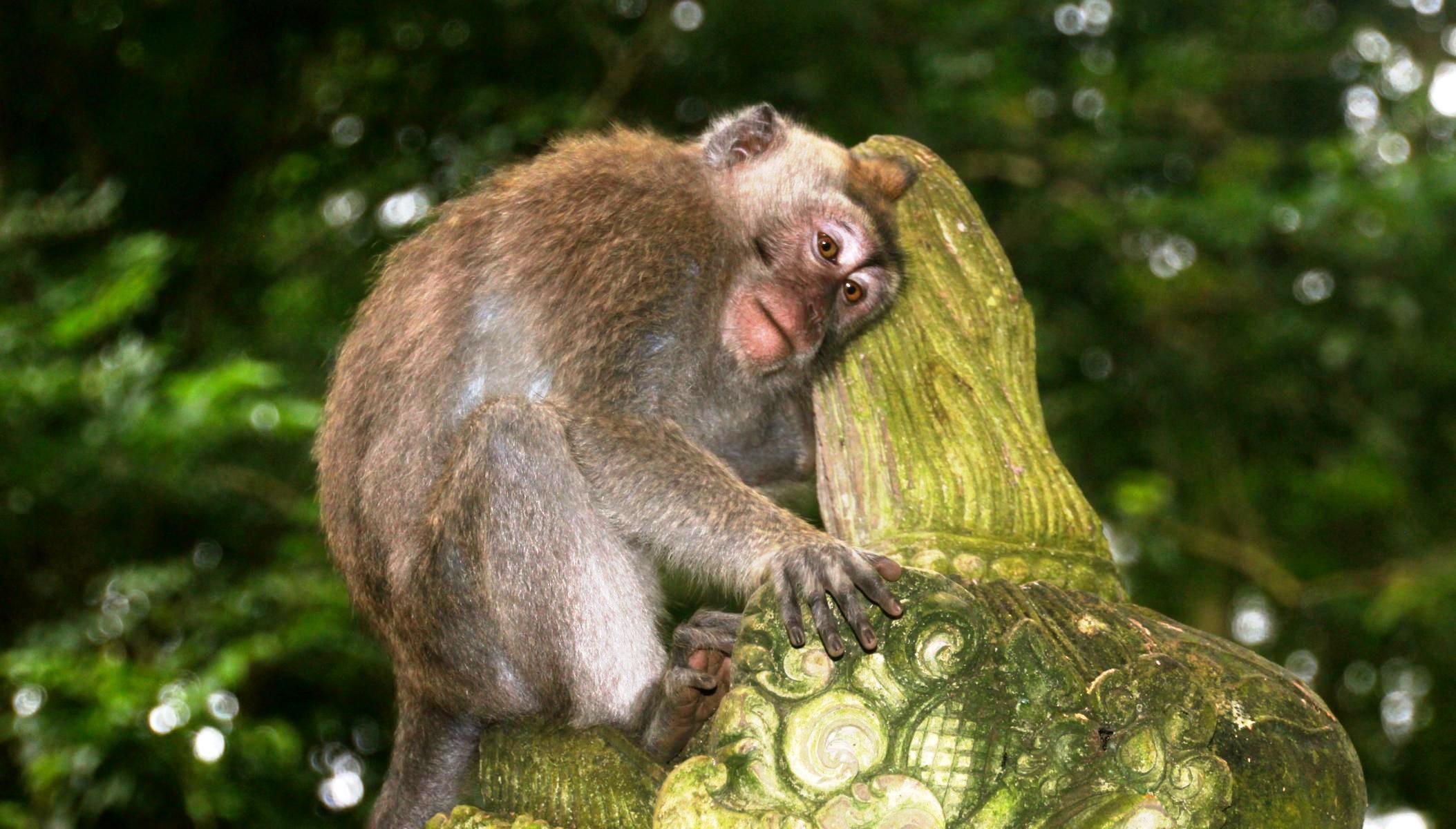 Bali 3 – Monkey Forest: Makaken gucken