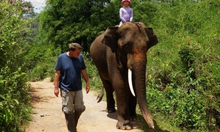 Förster: Elefanten in Camps müssen Geld verdienen