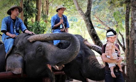 Elefantencenter Lampang: 50 Shades of Gray
