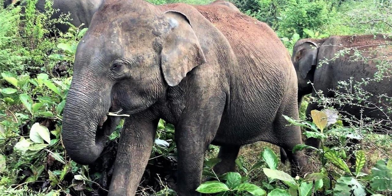 Bodo Förster: Ein Leben für die Elefanten (3)