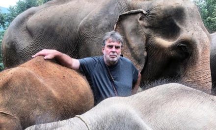 Bodo Förster: So kamen unsere Elefanten durch die Corona-Pandemie